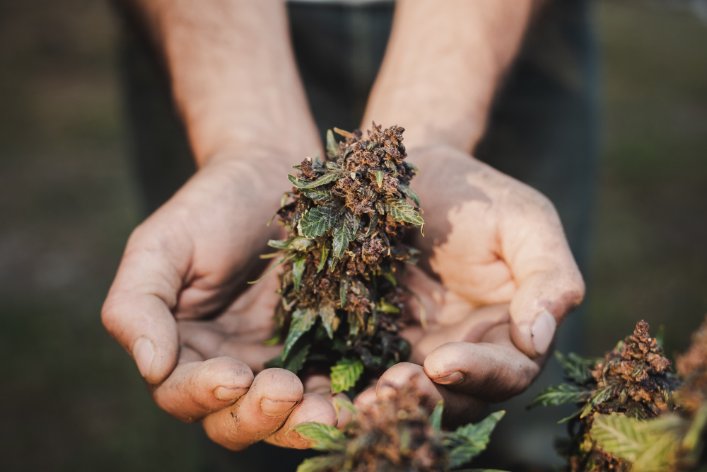Health Benefits of THC