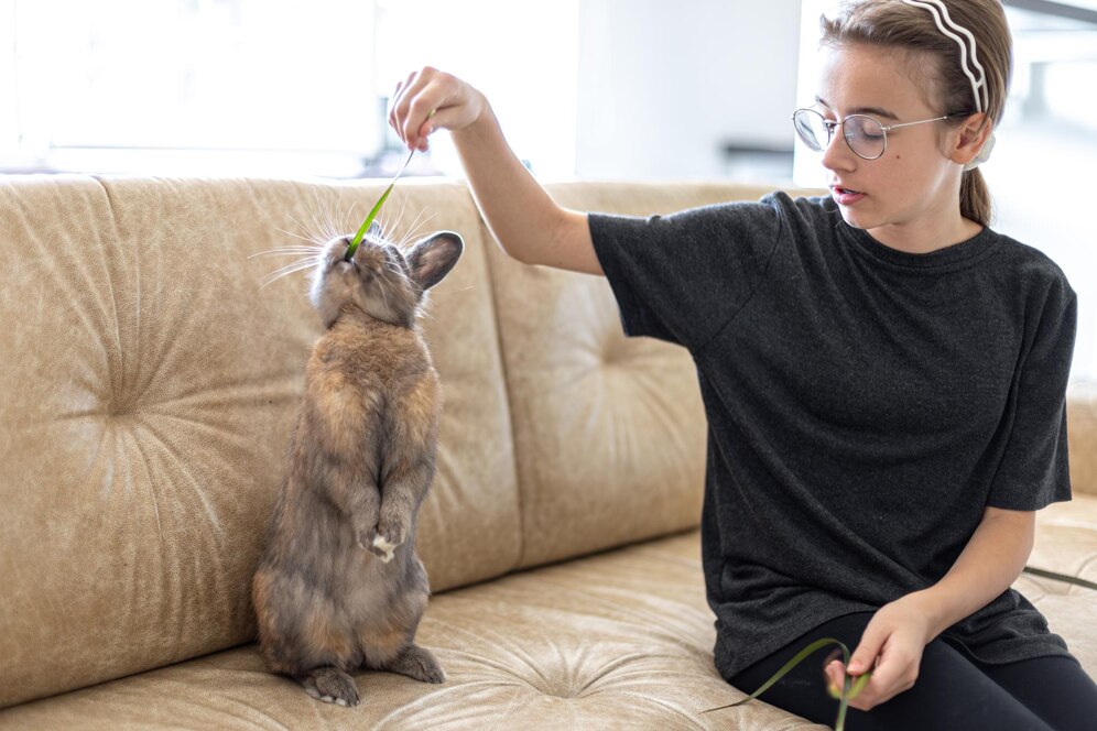 CBD for Other Animals: Cats, Rabbits, and More