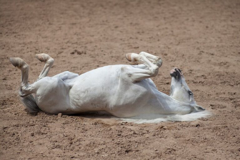 Research on CBD for Pain and Anxiety in Horses