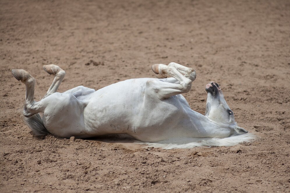 Research on CBD for Pain and Anxiety in Horses