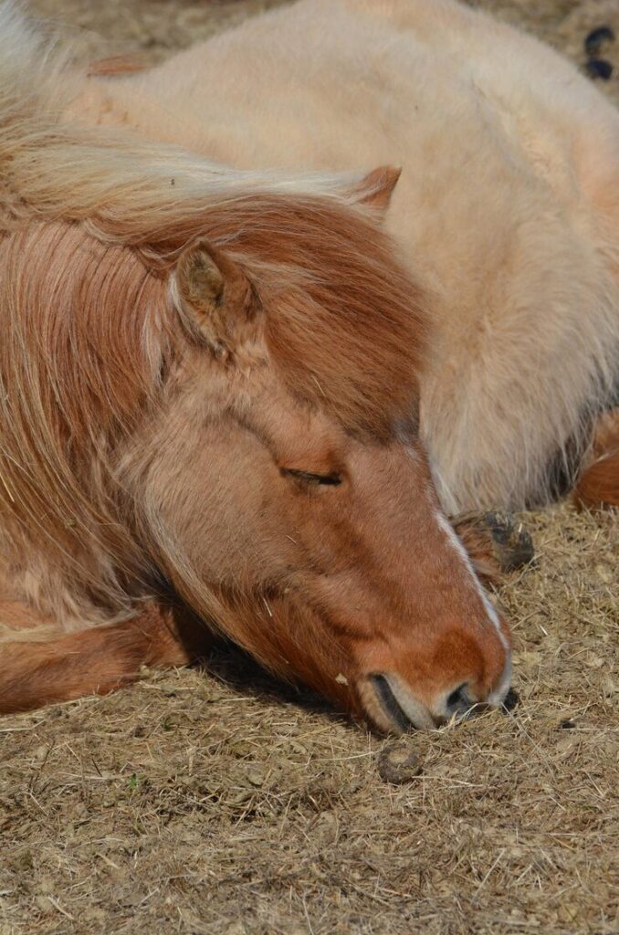 Research on CBD for Pain and Anxiety in Horses