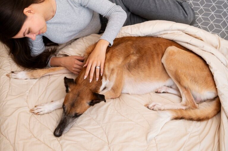 CBD for Pet Seizures: Exploring a Natural Approach