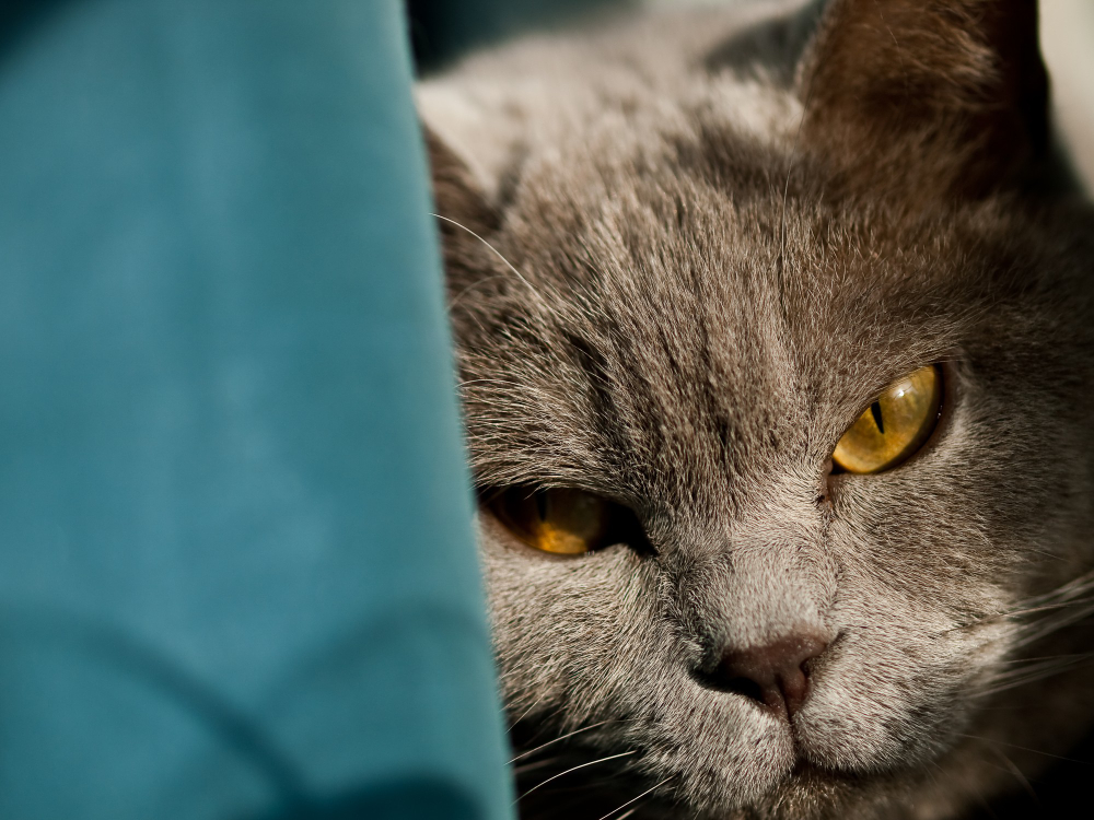 🐾 Top CBD Products for Cats with Anxiety: Natural Relief That Works
