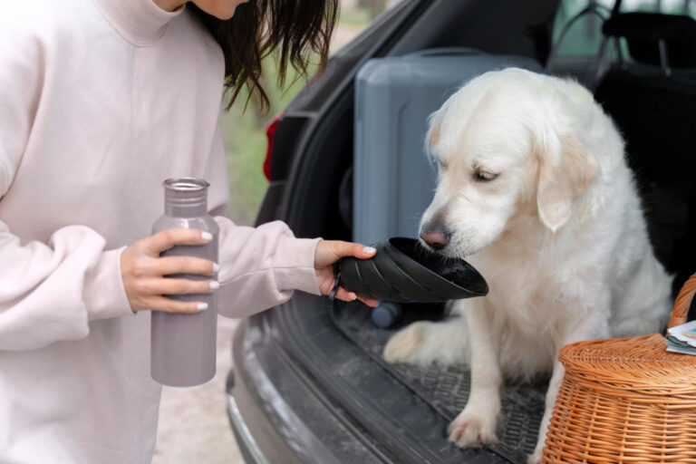 🐾 CBD Treats vs Oils for Pets: Which Are Best?