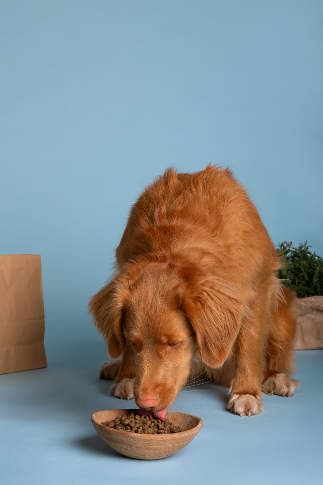 🐾 Top Organic CBD Products for Pets: Natural Wellness for Your Furry Friends