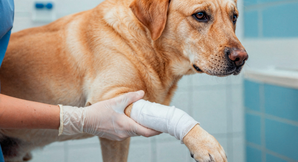 🐾 Best CBD Products for Dogs with Joint Issues: A Pet Owner’s Guide to Natural Relief
