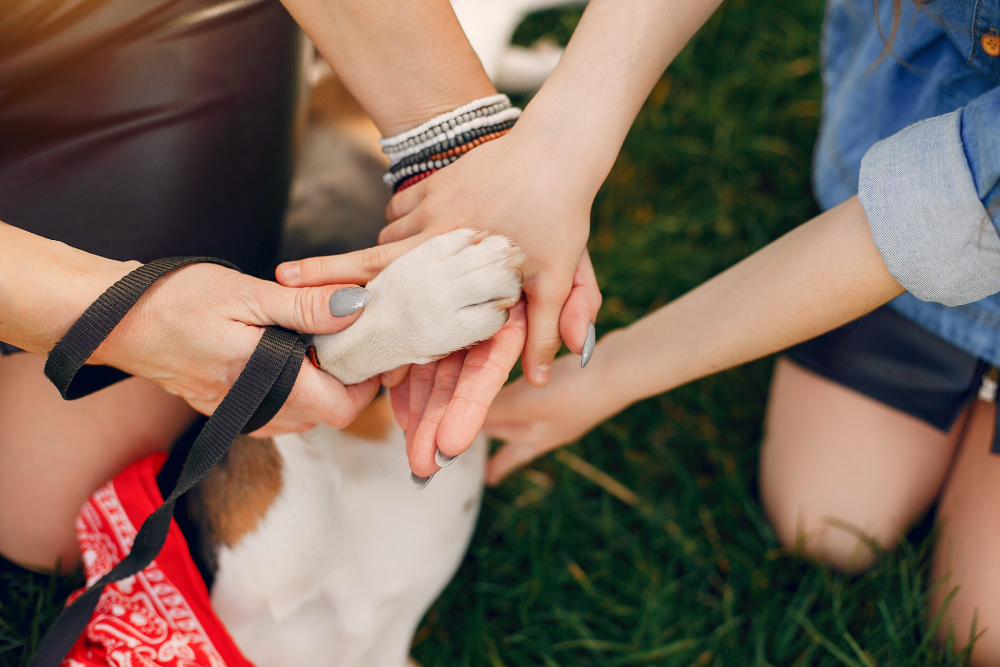 🐾 Best CBD Products for Dogs with Joint Issues: A Pet Owner’s Guide to Natural Relief