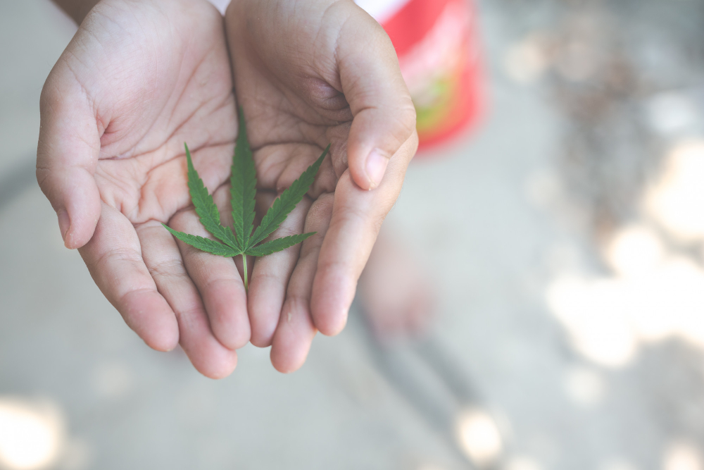 How CBD Interacts with the Endocannabinoid System: A Deep Dive into Natural Balance