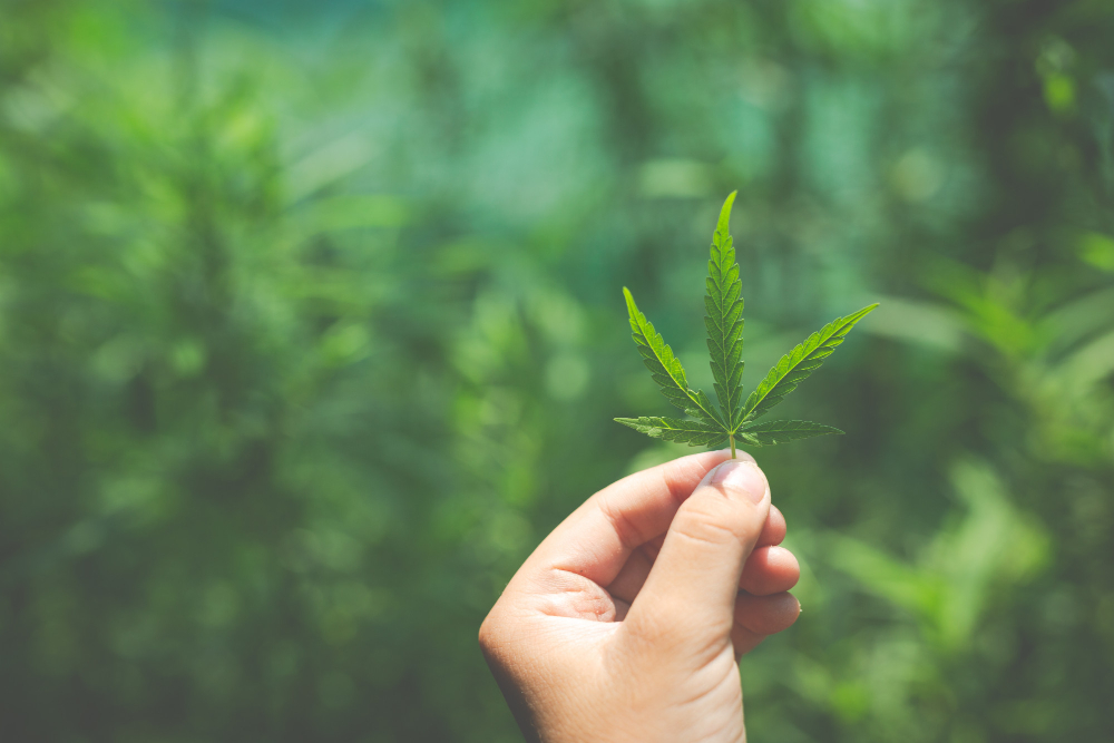 Can You Build a Tolerance to CBD? โ What Science Says