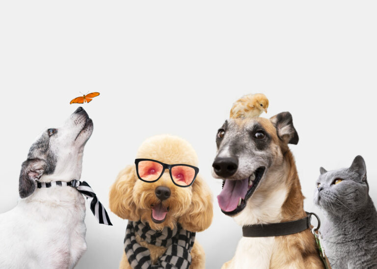 🐾 CBD for Pets: What Vets Are Recommending in 2025