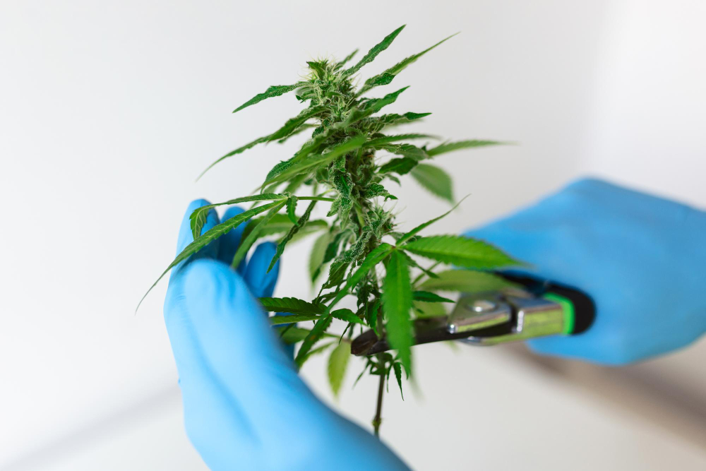 Does CBD Show Up on a Drug Test? Everything You Need to Know